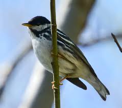 Image result for Dendroica striata