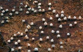 Attēlu rezultāti vaicājumam “Craterium aureonucleatum”