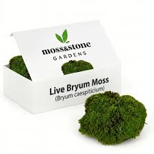 Attēlu rezultāti vaicājumam “Bryum caespiticium sporophyte”