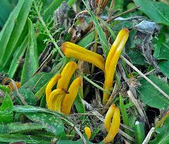 Attēlu rezultāti vaicājumam “Clavulinopsis helvola”