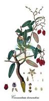Attēlu rezultāti vaicājumam “Santalaceae”