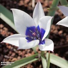 Attēlu rezultāti vaicājumam “Betula humilis female flower”