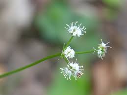 Attēlu rezultāti vaicājumam “Sanicula europaea flower”