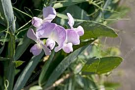 Attēlu rezultāti vaicājumam “Lathyrus latifolius flower”