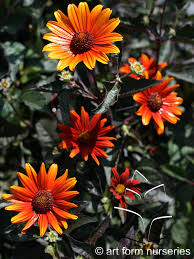 Image result for Heliopsis scabra