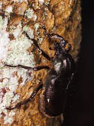 Attēlu rezultāti vaicājumam “Osmoderma barnabita”