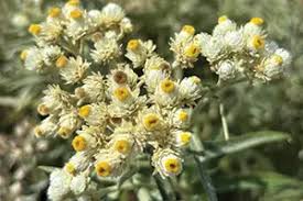 Attēlu rezultāti vaicājumam “Anaphalis margaritacea leaf”