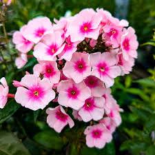 Image result for Phlox paniculata `Bright Eyes`