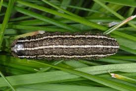 Attēlu rezultāti vaicājumam “Tholera cespitis”