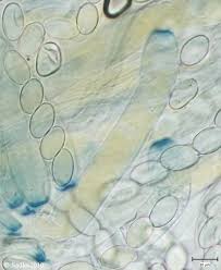 Attēlu rezultāti vaicājumam “Peziza flavida”