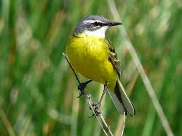 Attēlu rezultāti vaicājumam “Motacilla flava flava”