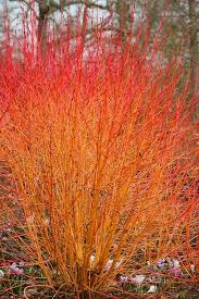 Attēlu rezultāti vaicājumam “Cornus sanguinea”