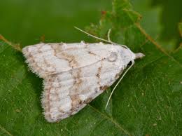 Attēlu rezultāti vaicājumam “Nola aerugula”