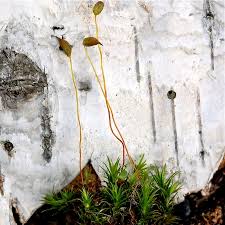 Attēlu rezultāti vaicājumam “Polytrichastrum longisetum”