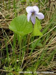 Attēlu rezultāti vaicājumam “Viola epipsila”