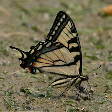 Image result for Papilionoidea
