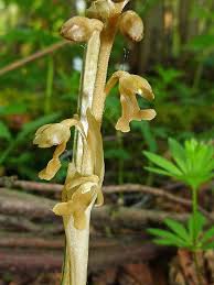 Attēlu rezultāti vaicājumam “Neottia nidus-avis bud”