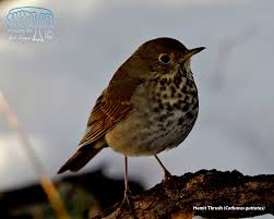 Image result for Catharus guttatus