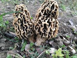 Attēlu rezultāti vaicājumam “Morchella esculenta”