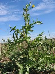 Attēlu rezultāti vaicājumam “Sonchus asper flower”