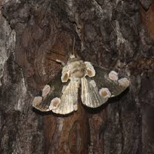 Attēlu rezultāti vaicājumam “Thyatira batis imago”