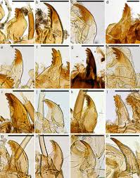 Attēlu rezultāti vaicājumam “Chironomidae”