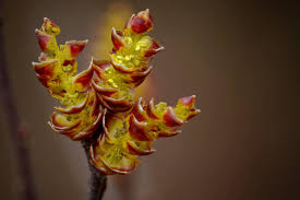 Attēlu rezultāti vaicājumam “Myrica gale male flower”