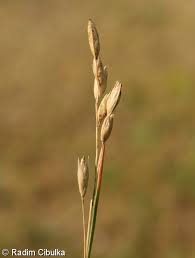 Attēlu rezultāti vaicājumam “Danthonia decumbens bud”
