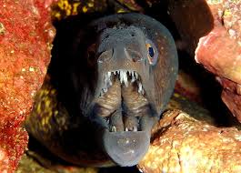 Image result for Muraena helena