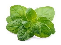 Image result for Oregano