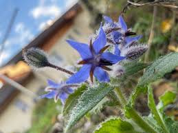 Attēlu rezultāti vaicājumam “Borago officinalis leaf”