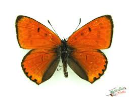 Attēlu rezultāti vaicājumam “Lycaena dispar”