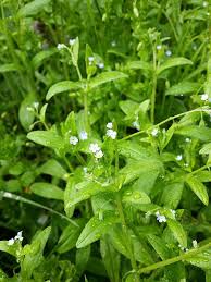 Attēlu rezultāti vaicājumam “Myosotis sparsiflora leaf”
