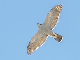 Attēlu rezultāti vaicājumam “Accipiter gentilis adult”