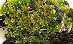 Attēlu rezultāti vaicājumam “Bryum caespiticium”