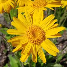 Attēlu rezultāti vaicājumam “Arnica montana”