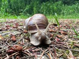 Attēlu rezultāti vaicājumam “Helix pomatia”
