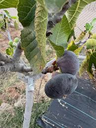 Attēlu rezultāti vaicājumam “Anisantha tectorum fruit”