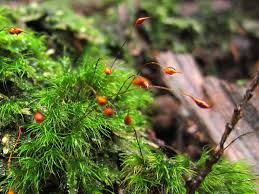 Attēlu rezultāti vaicājumam “Dicranella heteromalla”