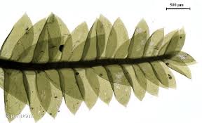 Attēlu rezultāti vaicājumam “Plagiothecium laetum”