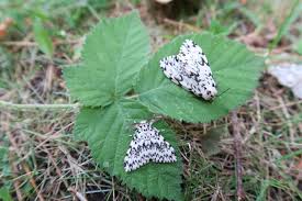 Attēlu rezultāti vaicājumam “Lymantria monacha imago”