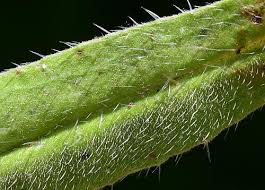 Attēlu rezultāti vaicājumam “Echium vulgare leaf”