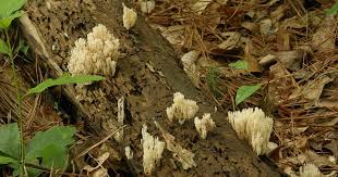 Attēlu rezultāti vaicājumam “Clavicorona pyxidata”