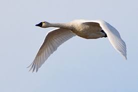 Attēlu rezultāti vaicājumam “Cygnus columbianus adult”