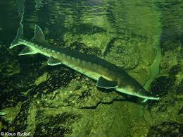 Image result for Acipenser oxyrinchus oxyrinchus