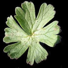 Attēlu rezultāti vaicājumam “Geranium pyrenaicum leaf”