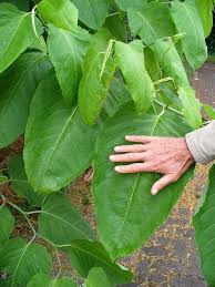Attēlu rezultāti vaicājumam “Reynoutria sachalinensis leaf”