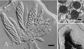 Attēlu rezultāti vaicājumam “Vouauxiomyces santessonii”
