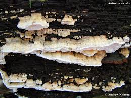 Attēlu rezultāti vaicājumam “Antrodia serialis”