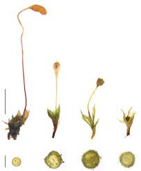 Attēlu rezultāti vaicājumam “Funaria hygrometrica sporophyte”